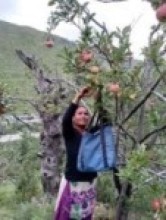 जुम्लाका किसान स्याउ टिप्न व्यस्त